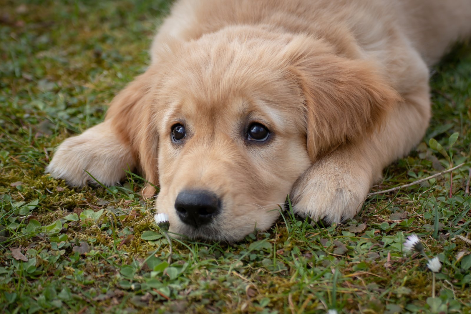 Pet Healing dog 4372036
